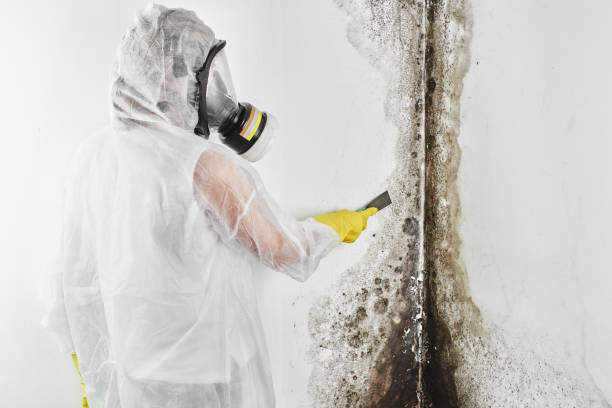 Professional Mold Removal in Springfield, NJ