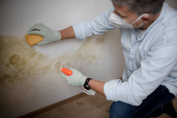 Mold Removal Process in Springfield, NJ